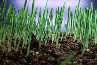 Spring Seeding vs. Fall What’s Right for my Lawn in